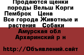 Продаются щенки породы Вельш Корги Пемброк › Цена ­ 40 000 - Все города Животные и растения » Собаки   . Амурская обл.,Архаринский р-н